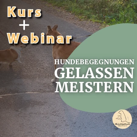 Hundebegegnungen Webinar 25.06.2025 + Kurs (3 Wochen)
