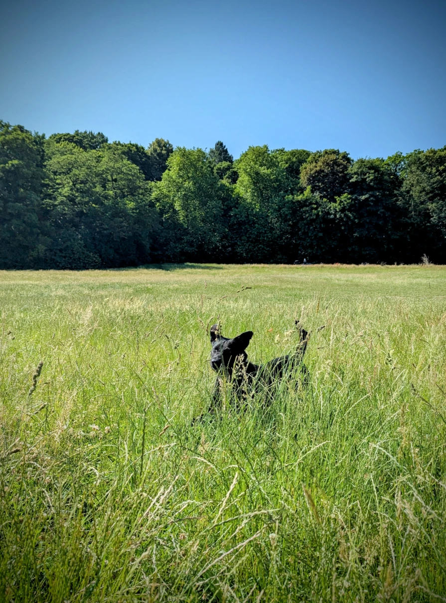Rückruftraining: Warum viele Hunde scheitern – und wie du es besser machen kannst