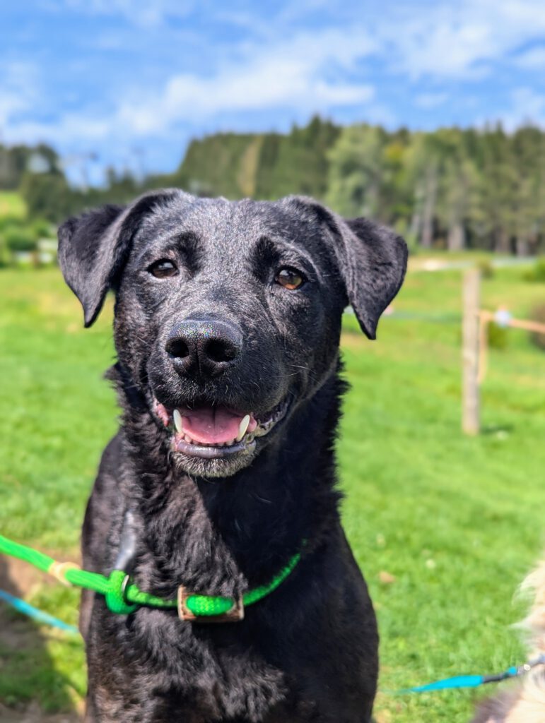 Tina Kämmerling von der Hundeschule Kämmerling hilft, wenn der Hund draußen nicht hört