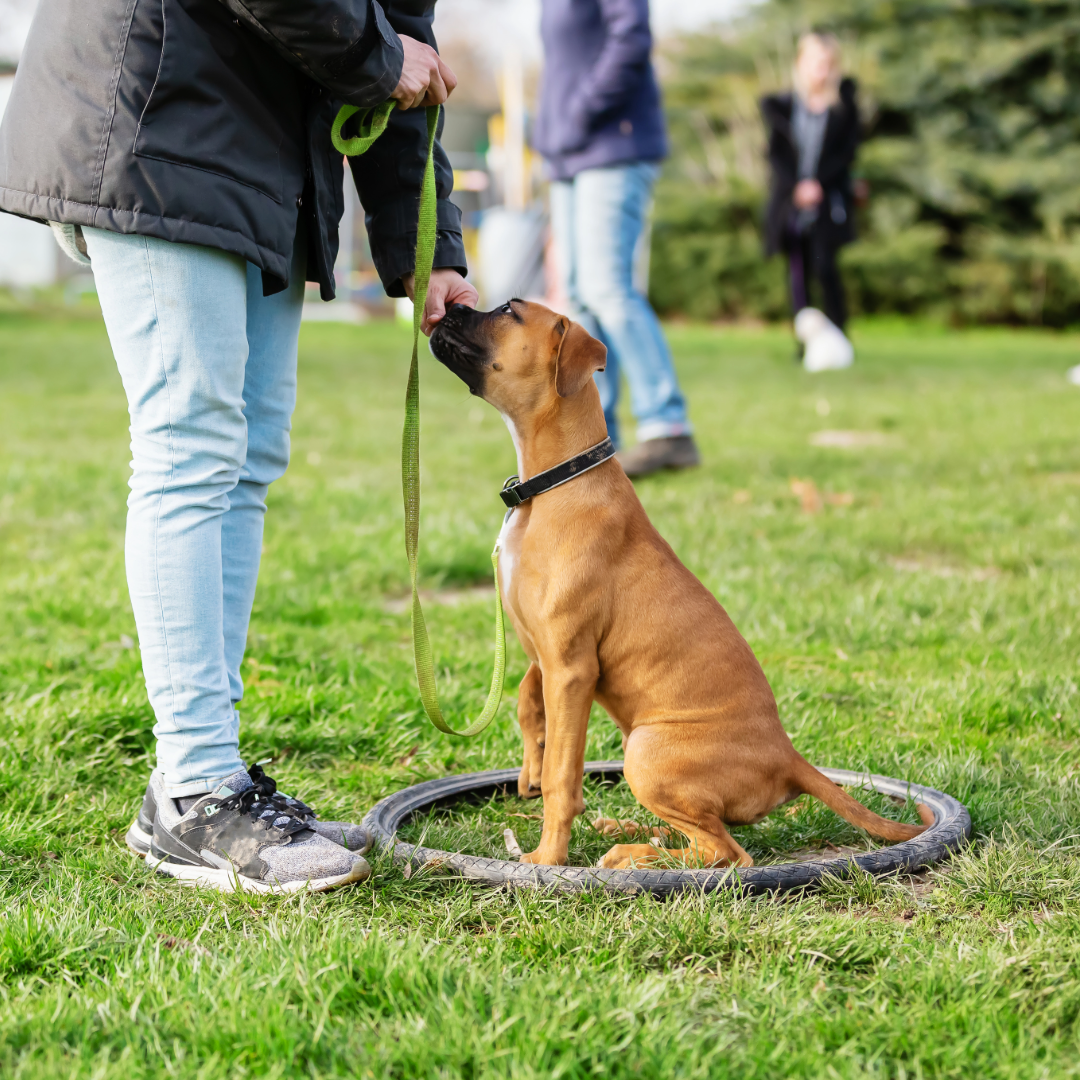 Hundetraining – Glaubenssache oder Logik?