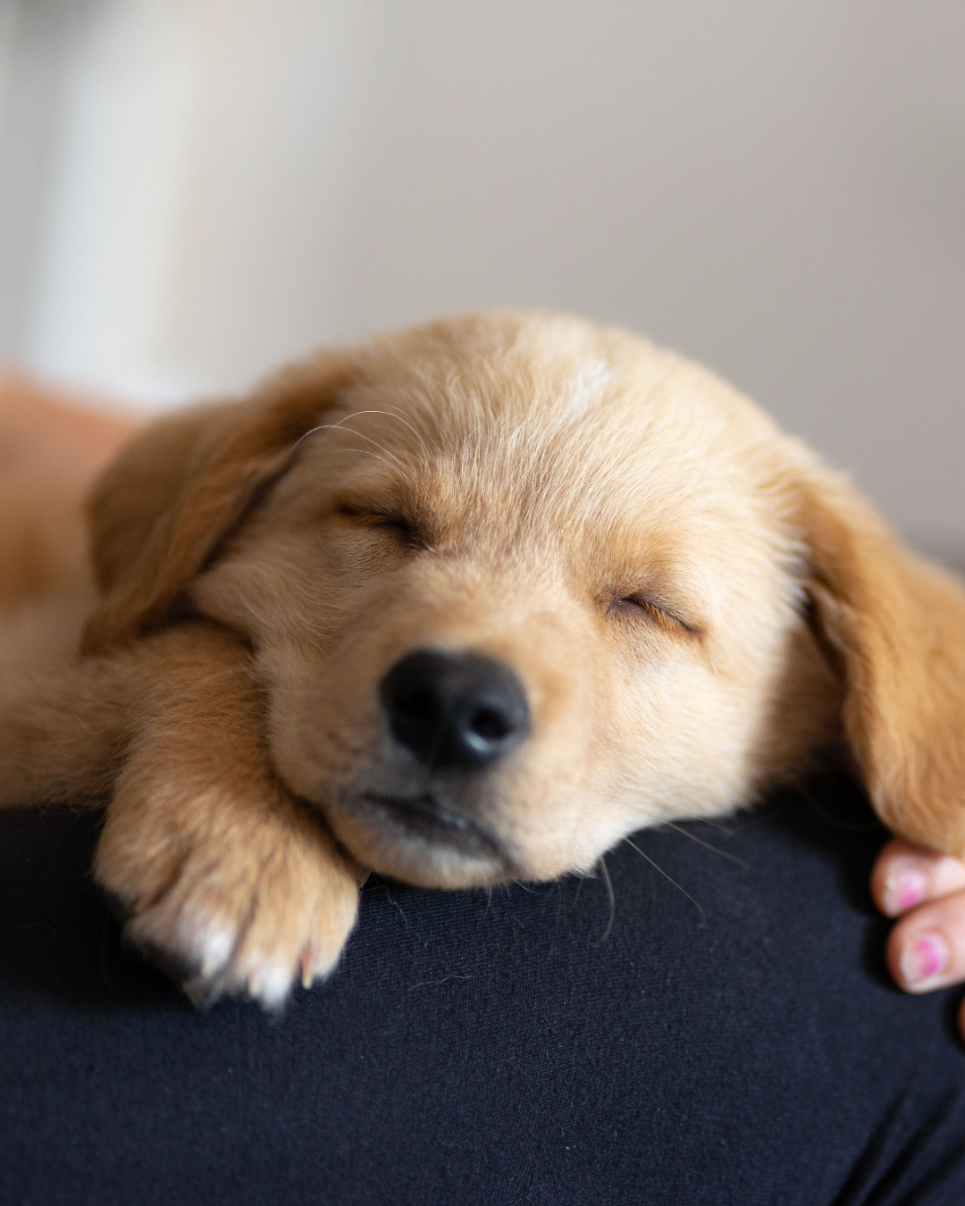 So würde ich starten, wenn morgen ein Welpe bei mir einzieht!