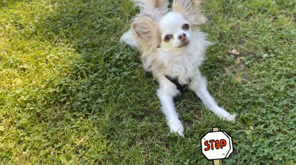 Anti Giftköder Kurs