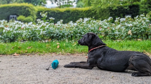 Apport for Fun - Dummytraining