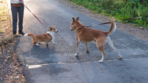 Hundebegegnung Webinar