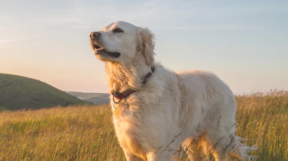 Onlinekurs - Rückruf