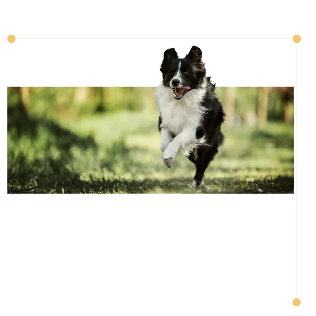 Hund im Sprint. Zunge hängt raus.
