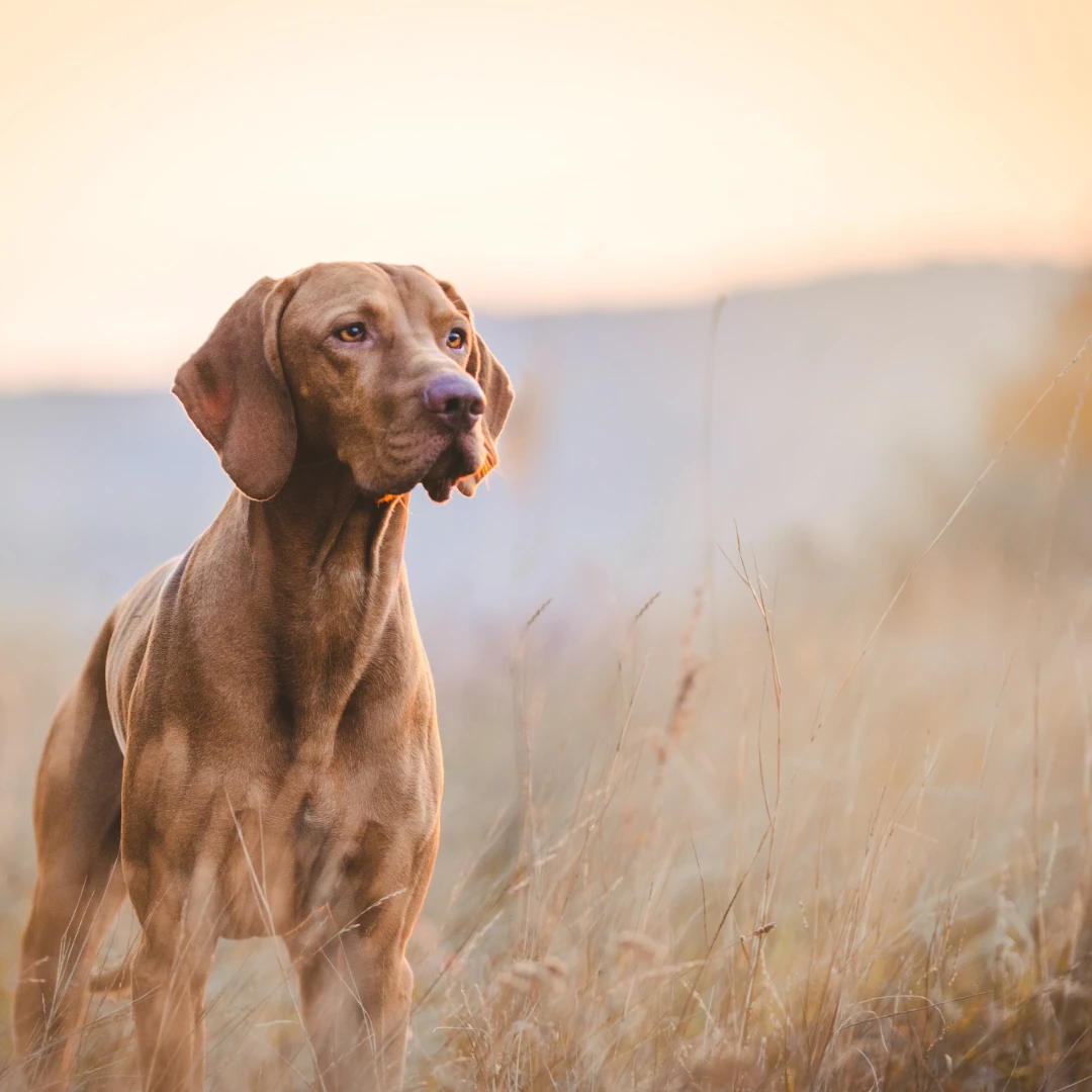 Hund draussen